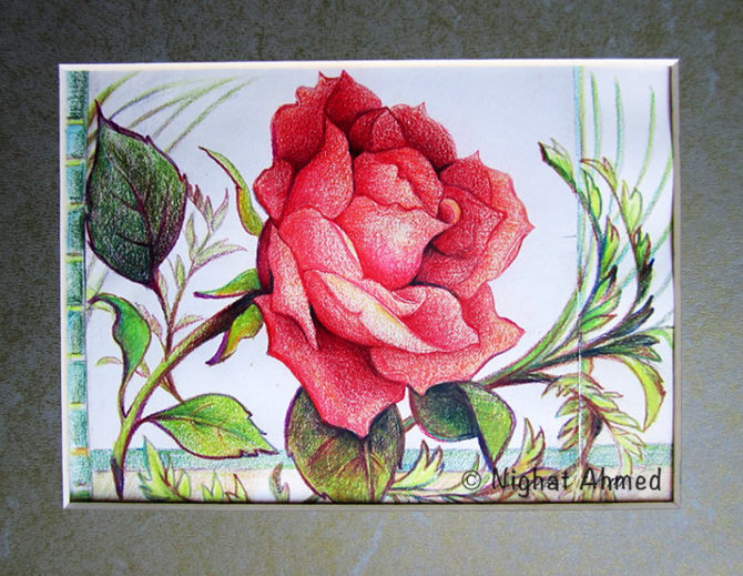 A radiant rose